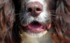saludable nariz perro feliz