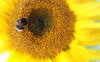 abeja y girasol