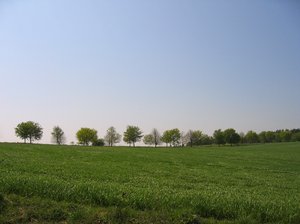 fila de árboles en un prado de primavera: 