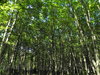 árboles