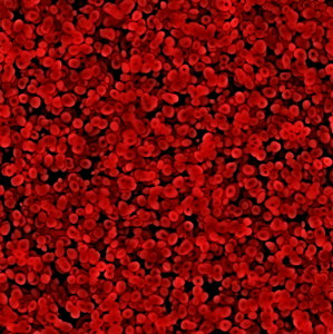 células rojas de la sangre 3
