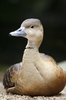 pato