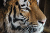 tigre siberiano