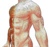 anatomía