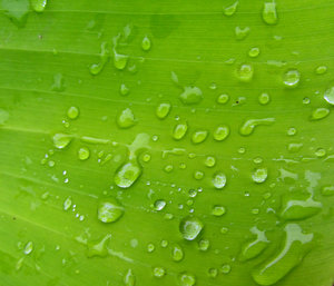 las gotas de lluvia greenleaf