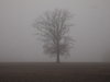 árbol en la niebla