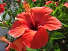 flor roja
