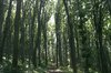 bosque de la primavera