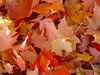 fondo de hojas de otoño
