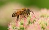 abeja