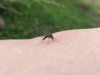 la alimentación mosquitos
