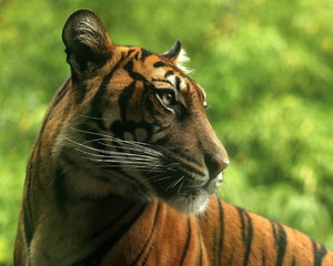 tigres de Sumatra