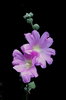 flor