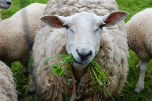masticar ovejas hierba