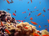 Buceo en Egipto, cerca de Dahab en
