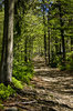 en el bosque
