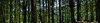 bosque