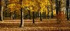el otoño de parque 1