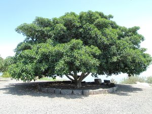 árbol grande