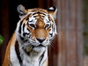 tigre de bengala