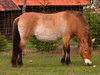 un caballo en el pasto