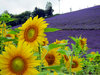 lavanda 2