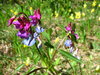 flores del bosque