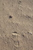 Huellas en el desierto