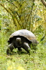 tortuga gigante