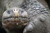 tortuga gigante