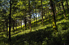 Bosques de abeto