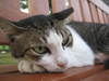 gato en Lions Park