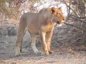 león en Botswana: 