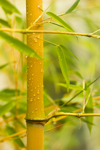 Bambú amarillo - Phyllostachys: 