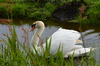 Cisne
