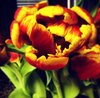 Tulip