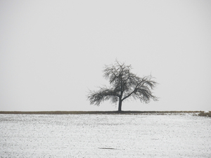 árbol solitario en invierno