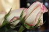 ROSE ROSÁCEO