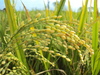 arrozal