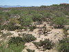 Desierto de Arizona