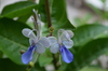 Mariposa azul