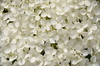 Hortensia blanca 1