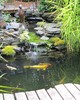 pescados en el jardín japonés