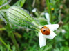 Ladybug en la flor blanca