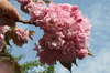 Cerezo japonés