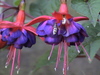 Fucsia Bee