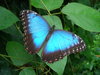 mariposa