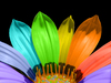Flor del arco iris