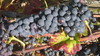 Grappe Vino