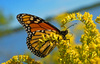 La mariposa monarca